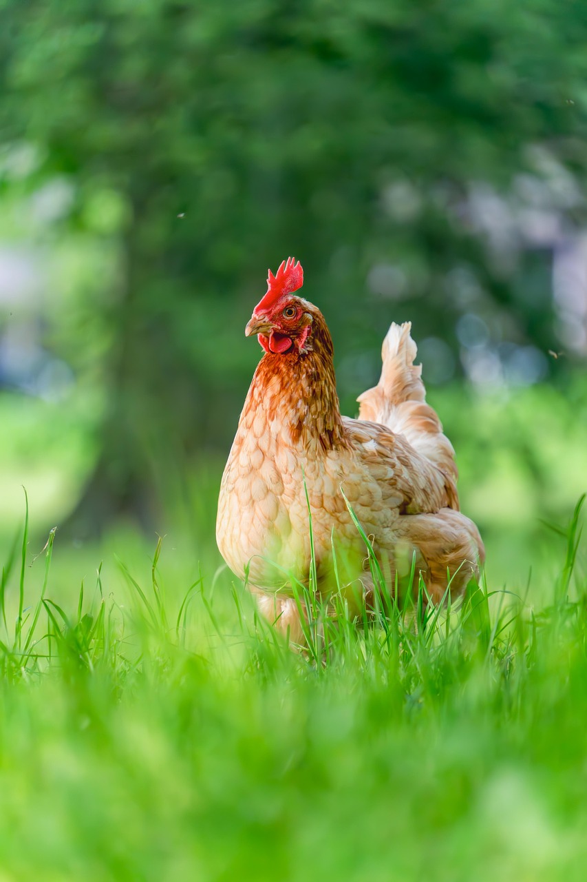 chicken, bird, hen, animal, poultry, farm, feathers, plumage, wildlife, nature, meadow, grass, freedom
