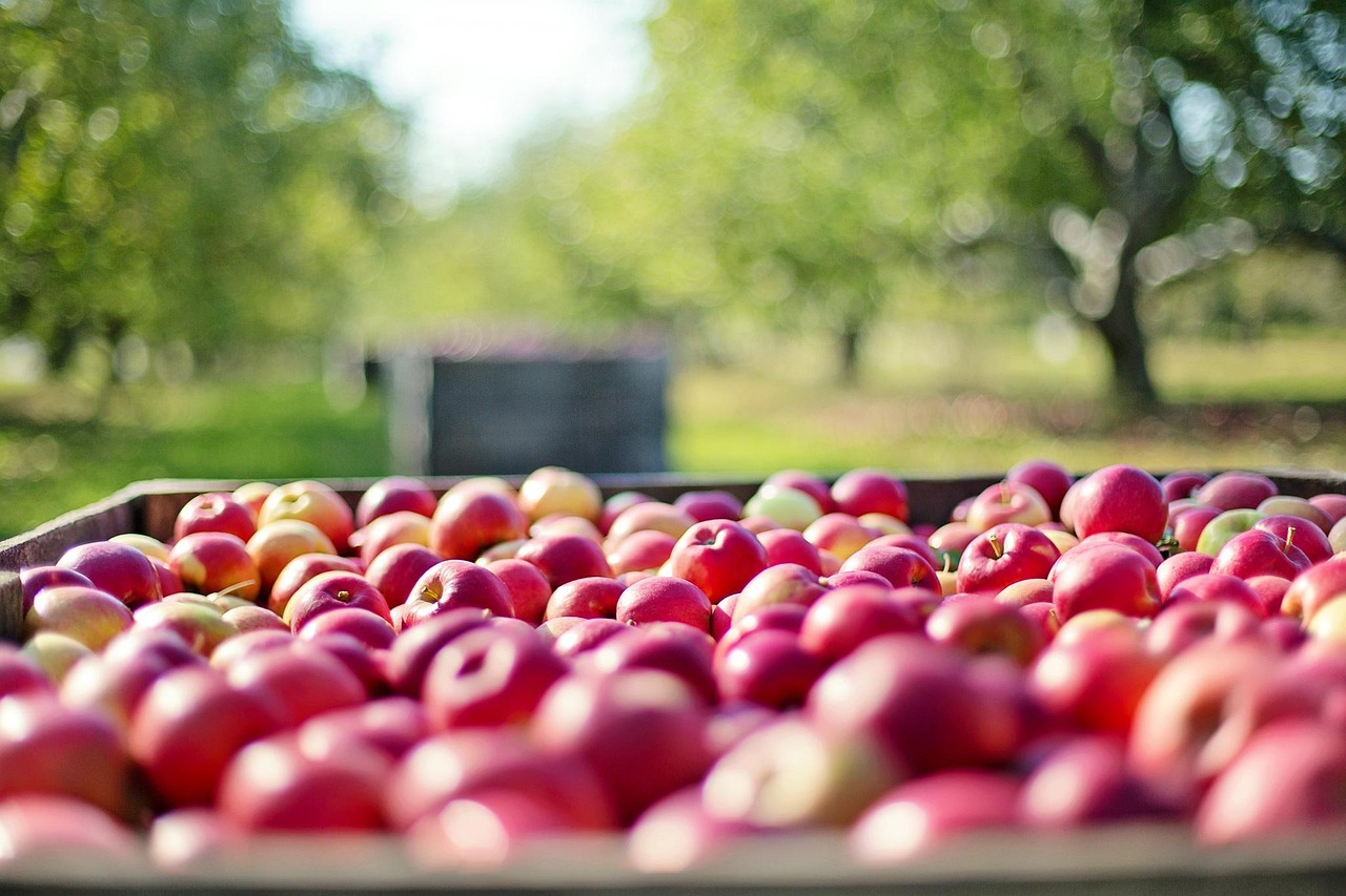 apples, fruits, farm, food, harvest, fresh, healthy, agriculture, organic, ripe, red apples, orchard, apple orchard, nature, apples, apples, apples, apples, apples, farm, farm, agriculture, orchard