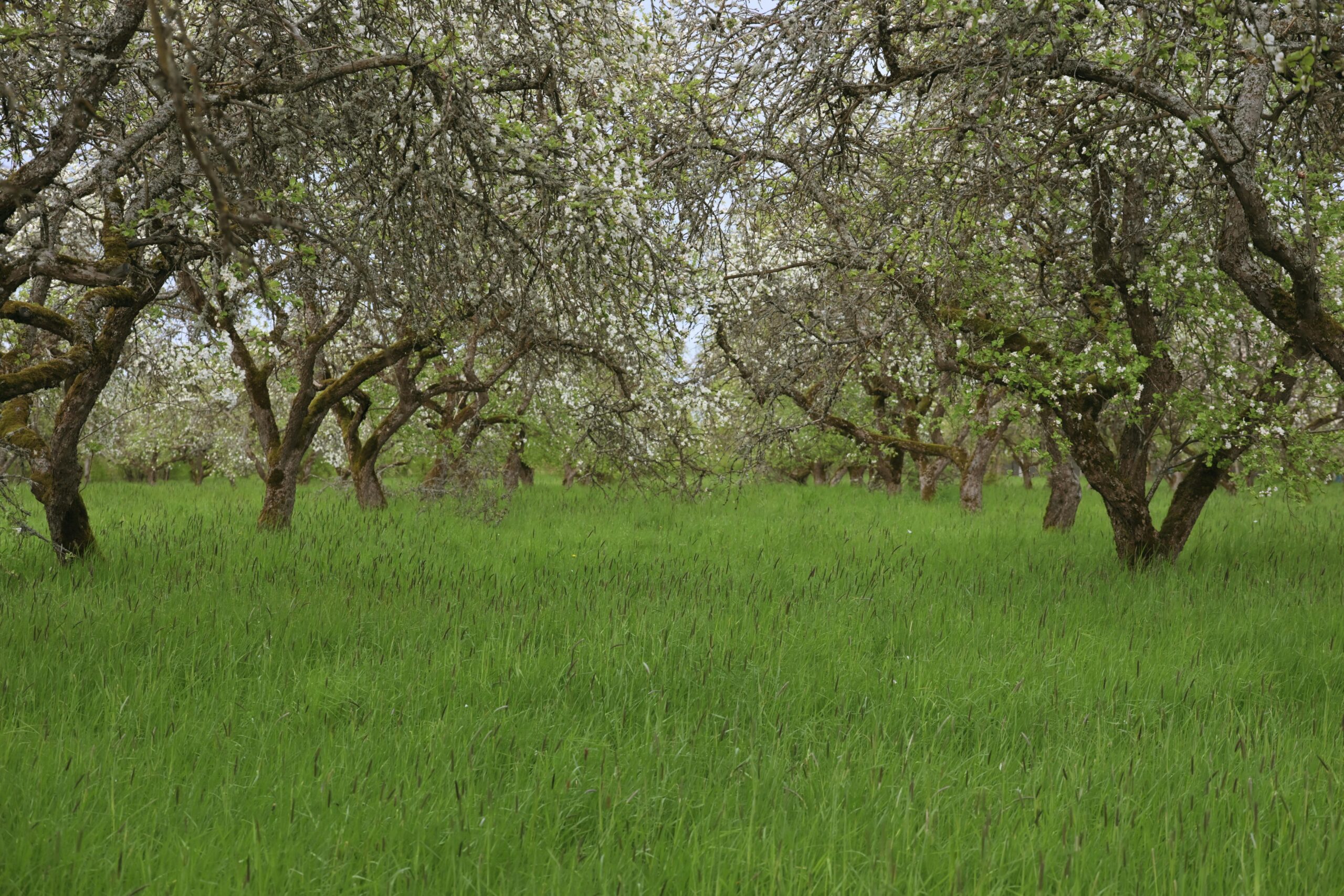 Scenic view of a lush apple orchard in bloom during springtime in Aizpute, Latvia.