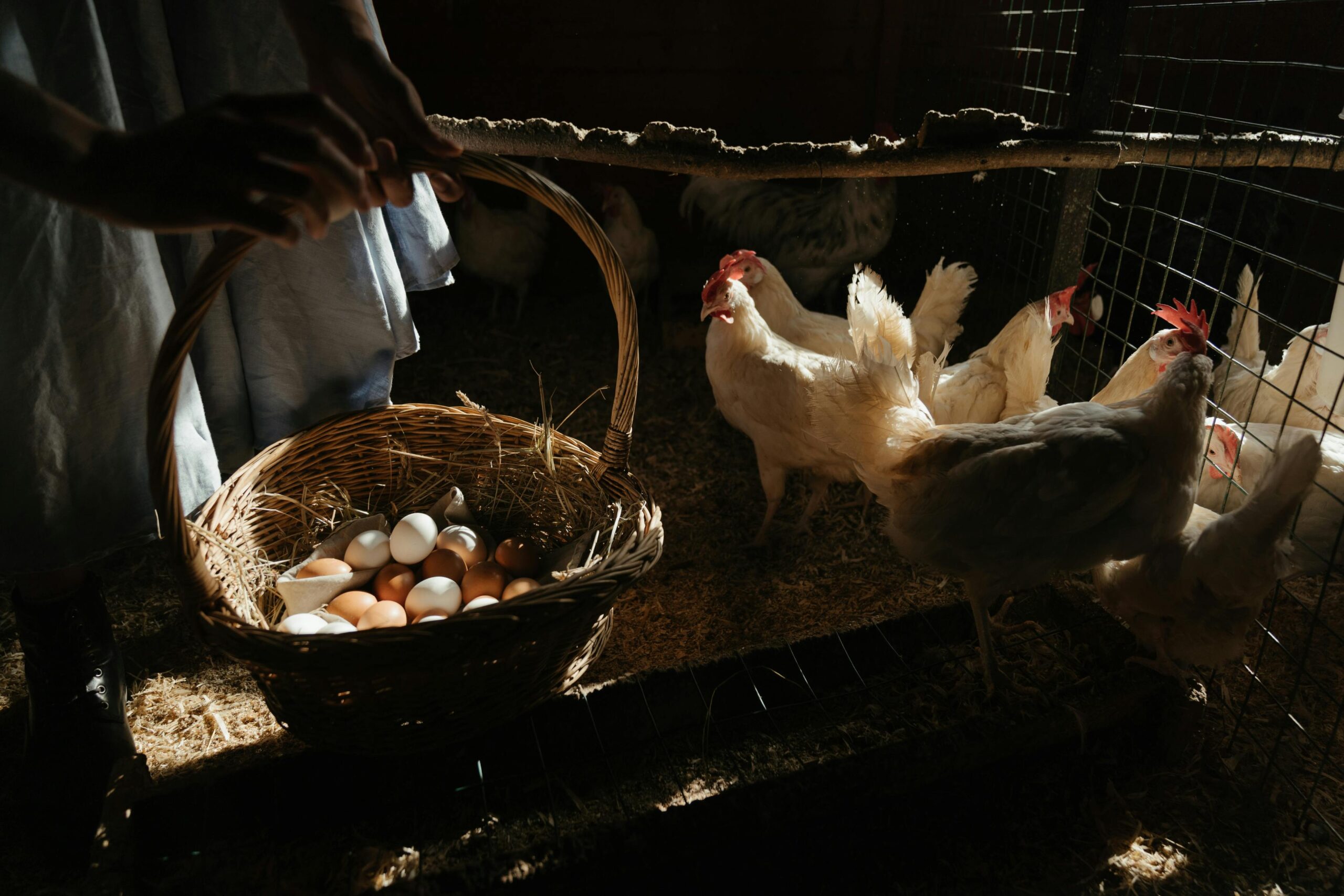 Collecting fresh eggs in a wicker basket in a sunlit chicken coop with hens.